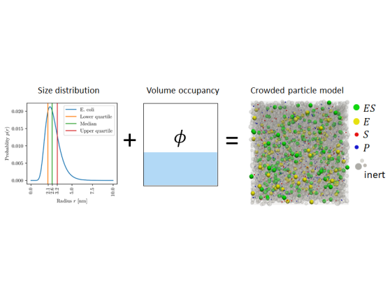 Image for Crowded enzyme kinetics using simulation and machine learning